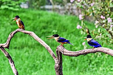 《瘟疫传说：安魂曲》发售日泄露 首发登陆XGP